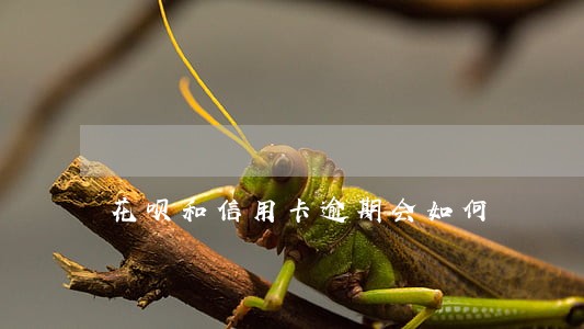 花呗和信用卡逾期会如何 花呗和信用卡逾期会如何