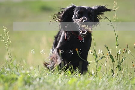 花呗和信用卡逾期可以去当兵吗