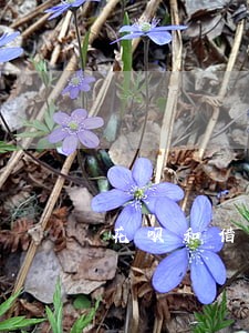 花呗和借20万逾期怎么协商 花呗和借20万逾期怎么协商