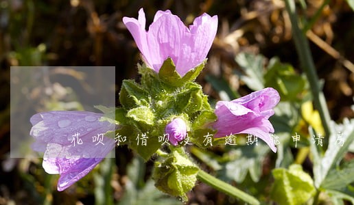 花呗和借呗没有逾期能申请房贷吗 花呗和借呗没有逾期能申请房贷吗