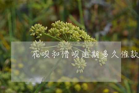 花呗和借呗逾期多久催款 花呗和借呗逾期多久催款