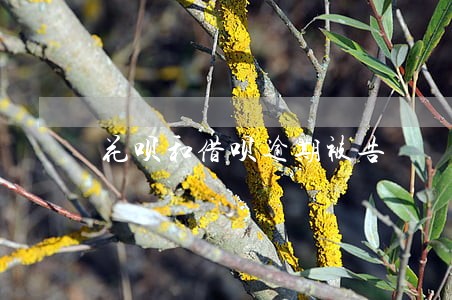 花呗和借呗逾期被告 花呗和借呗逾期被告