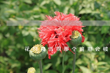 花呗和借呗那个逾期会被催收