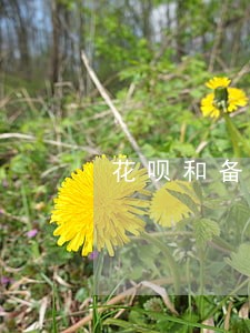 花呗和备用金逾期会怎么样