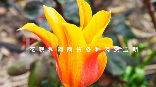 花呗和网商贷各种网贷逾期 花呗和网商贷各种网贷逾期