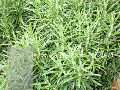 花呗和网商贷都逾期了怎么办 花呗和网商贷都逾期了怎么办