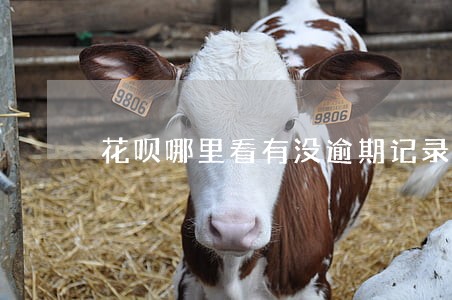 花呗哪里看有没逾期记录