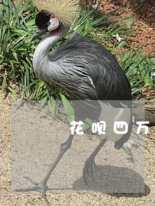 花呗四万逾期后果
