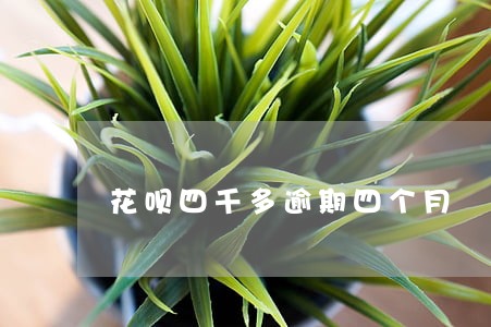 花呗四千多逾期四个月 花呗四千多逾期四个月