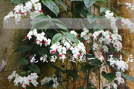 花呗四千逾期一年还清后怎么样 花呗四千逾期一年还清后怎么样