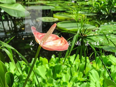 花呗因为逾期冻结 花呗因为逾期冻结