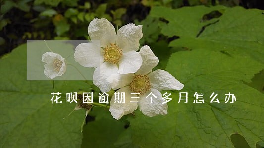 花呗因逾期三个多月怎么办 花呗因逾期三个多月怎么办