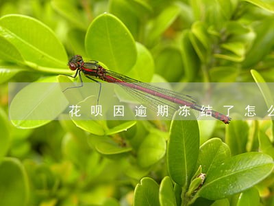 花呗因逾期冻结了怎么恢复 花呗因逾期冻结了怎么恢复