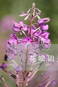花呗因逾期冻结怎么恢复 花呗因逾期冻结怎么恢复
