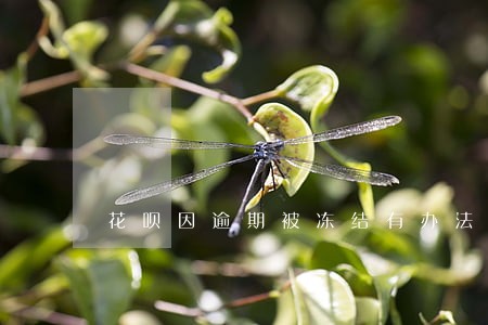 花呗因逾期被冻结有办法恢复么 花呗因逾期被冻结有办法恢复么