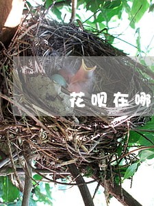 花呗在哪看逾期时间