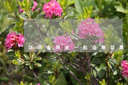 花呗备用金一起逾期后果 花呗备用金一起逾期后果