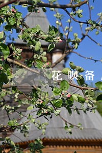花呗备用金没逾期全被关了 花呗备用金没逾期全被关了
