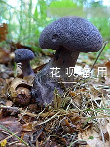花呗备用金逾期一个星期 花呗备用金逾期一个星期