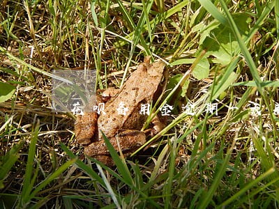 花呗备用金逾期一天用不起怎么办 花呗备用金逾期一天用不起怎么办
