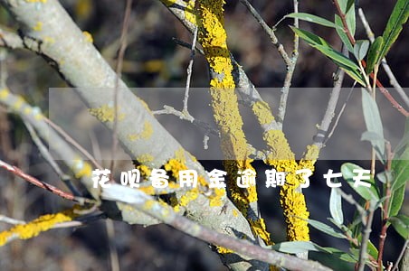 花呗备用金逾期了七天 花呗备用金逾期了七天