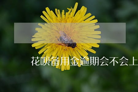 花呗备用金逾期会不会上征信