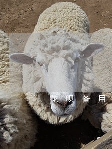 花呗备用金逾期会催收吗 花呗备用金逾期会催收吗