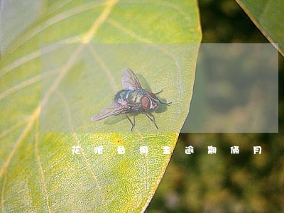花呗备用金逾期俩月 花呗备用金逾期俩月