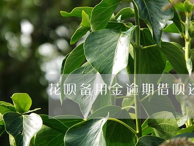 花呗备用金逾期借呗还能用吗 花呗备用金逾期借呗还能用吗