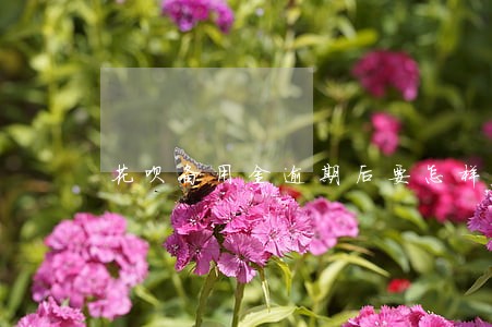 花呗备用金逾期后要怎样才能去用 花呗备用金逾期后要怎样才能去用