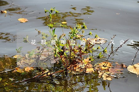 花呗备用金逾期多久会冻结 花呗备用金逾期多久会冻结