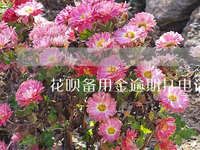 花呗备用金逾期打电话吗 花呗备用金逾期打电话吗