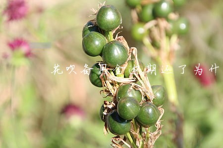 花呗备用金逾期还了为什么用不了 花呗备用金逾期还了为什么用不了