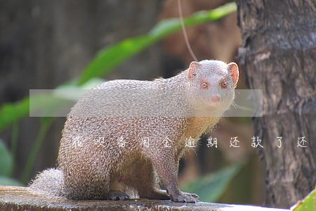 花呗备用金逾期还款了还能用吗 花呗备用金逾期还款了还能用吗