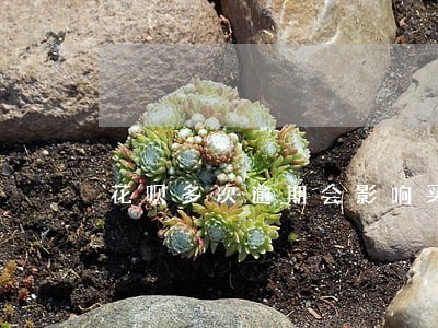 花呗多次逾期会影响买房吗 花呗多次逾期会影响买房吗