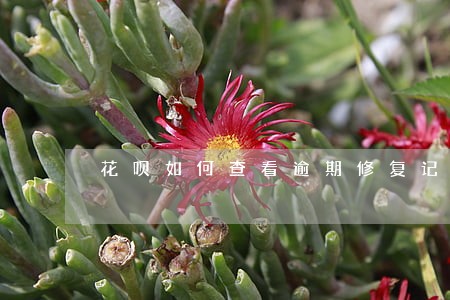 花呗如何查看逾期修复记录 花呗如何查看逾期修复记录