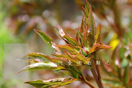 花呗如何查询逾期记录 花呗如何查询逾期记录