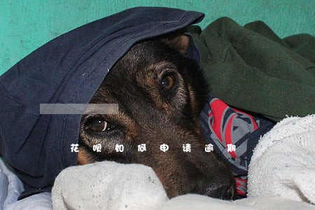 花呗如何申请逾期 花呗如何申请逾期