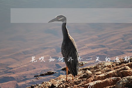 花呗如何补齐一天的逾期罚款 花呗如何补齐一天的逾期罚款