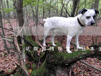 花呗如何设置只还本金 花呗如何设置只还本金