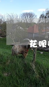 花呗如何还清逾期 花呗如何还清逾期