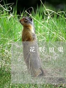 花呗如果还款日缓了两天算逾期吗 花呗如果还款日缓了两天算逾期吗