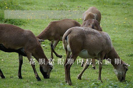 花呗宽限期内显示逾期 花呗宽限期内显示逾期