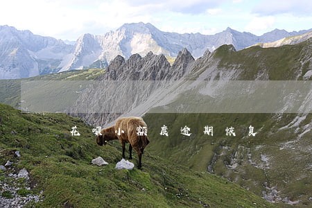 花呗小额度逾期恢复 花呗小额度逾期恢复