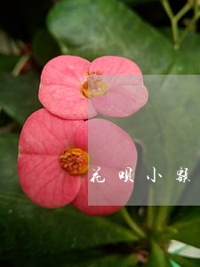 花呗小额欠款逾期 花呗小额欠款逾期