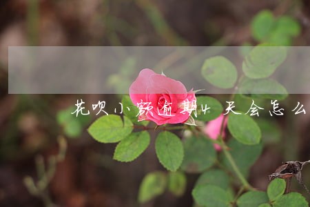 花呗小额逾期4天会怎么样 花呗小额逾期4天会怎么样