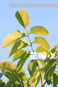 花呗小额逾期了怎么办 花呗小额逾期了怎么办