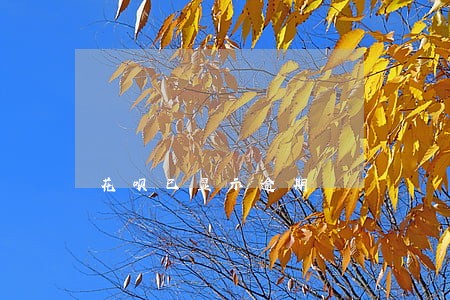 花呗已显示逾期 花呗已显示逾期
