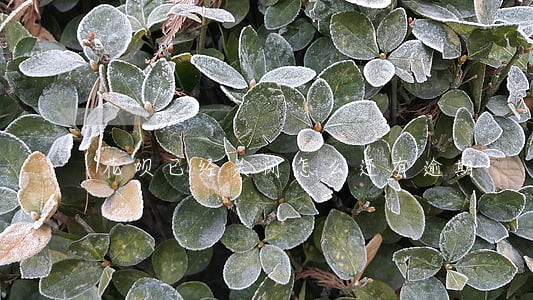 花呗已经关闭怎么还有逾期 花呗已经关闭怎么还有逾期