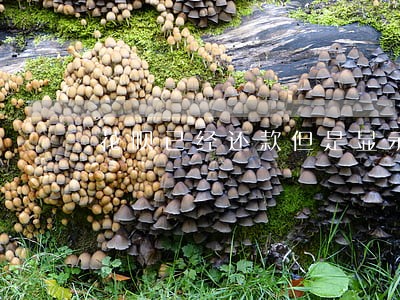花呗已经还款但是显示逾期 花呗已经还款但是显示逾期